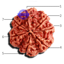 Load image into Gallery viewer, 7 Mukhi Nepalese Rudraksha - Bead No 570
