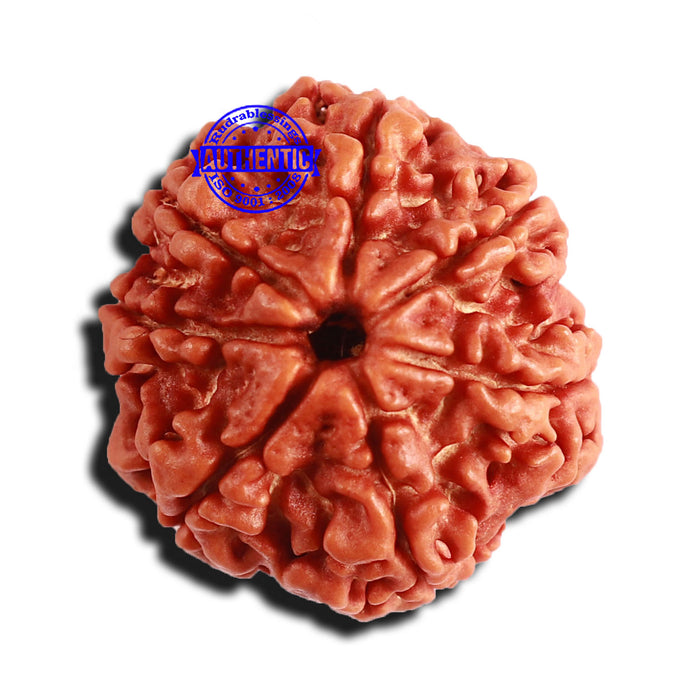 7 Mukhi Nepalese Rudraksha - Bead No 570