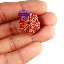 Load image into Gallery viewer, 7 Mukhi Nepalese Rudraksha - Bead No 570

