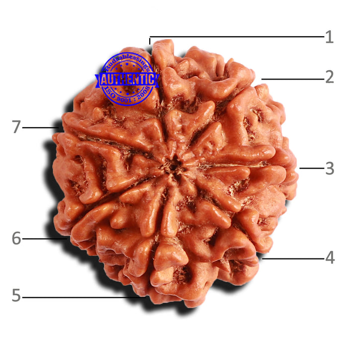 7 Mukhi Nepalese Rudraksha - Bead No 571