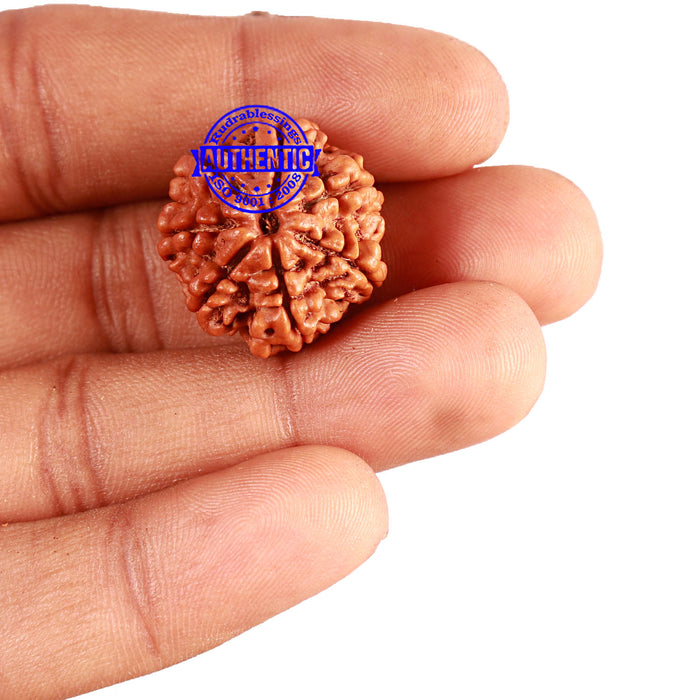 7 Mukhi Nepalese Rudraksha - Bead No 571