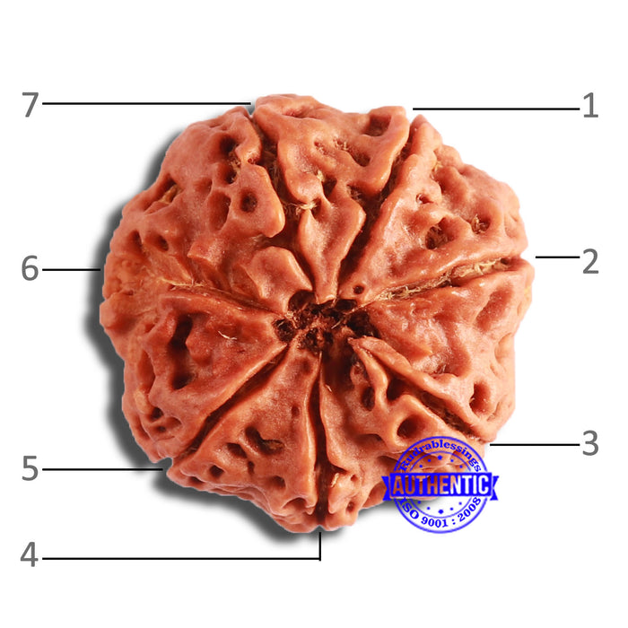 7 Mukhi Nepalese Rudraksha - Bead No 573