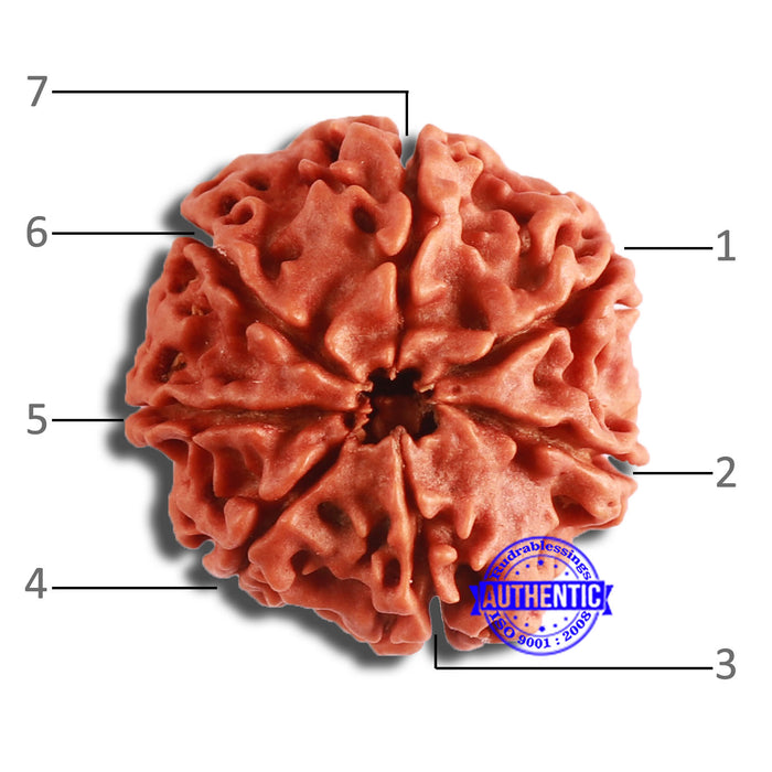 7 Mukhi Nepalese Rudraksha - Bead No. 574