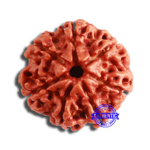 Load image into Gallery viewer, 7 Mukhi Nepalese Rudraksha - Bead No. 574
