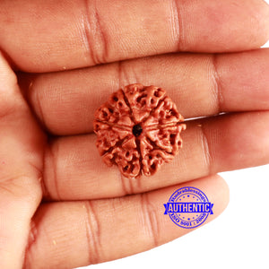 7 Mukhi Nepalese Rudraksha - Bead No. 574