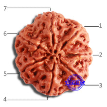 Load image into Gallery viewer, 7 Mukhi Nepalese Rudraksha - Bead No. 575
