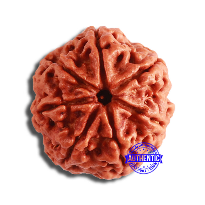 7 Mukhi Nepalese Rudraksha - Bead No. 575