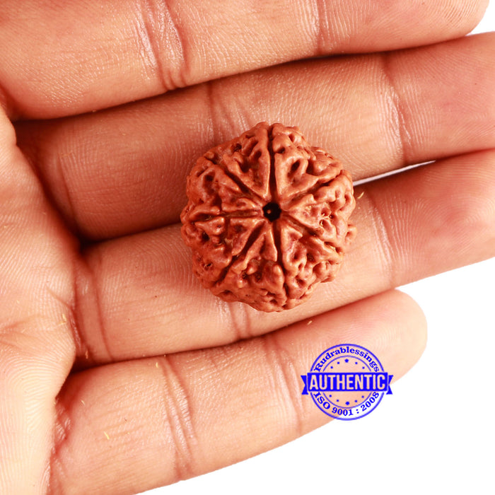 7 Mukhi Nepalese Rudraksha - Bead No. 575