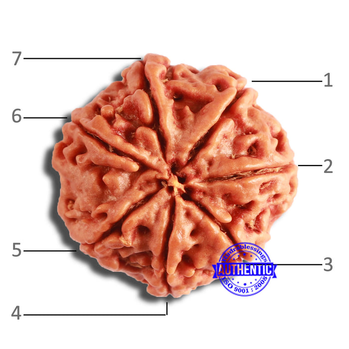 7 Mukhi Nepalese Rudraksha - Bead No. 576