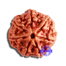 Load image into Gallery viewer, 7 Mukhi Nepalese Rudraksha - Bead No. 576

