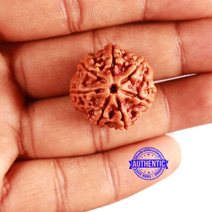 7 Mukhi Nepalese Rudraksha - Bead No. 576