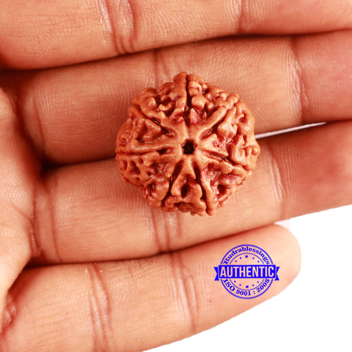 7 Mukhi Nepalese Rudraksha - Bead No. 576