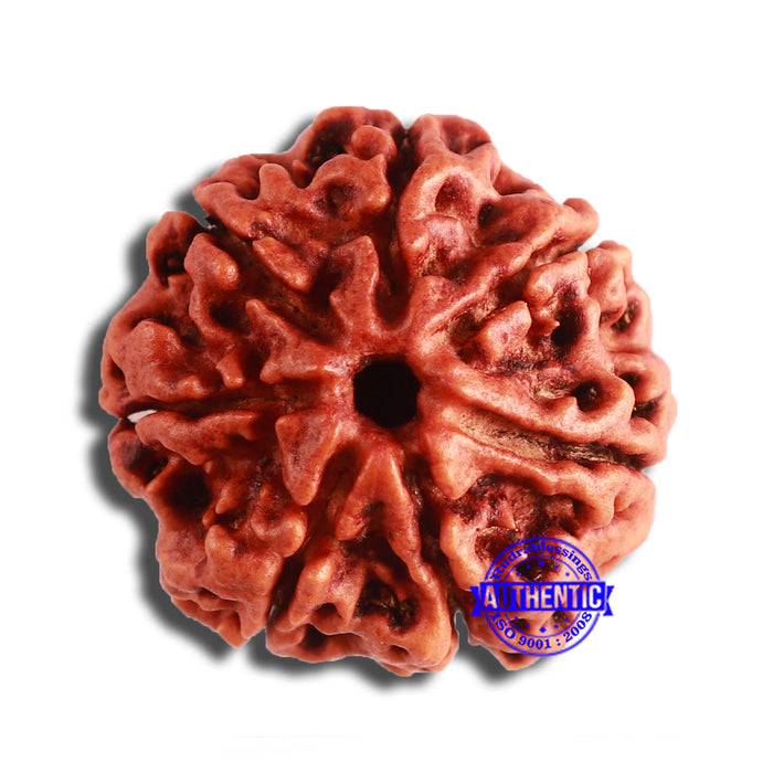 7 Mukhi Nepalese Rudraksha - Bead No. 578