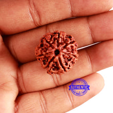 Load image into Gallery viewer, 7 Mukhi Nepalese Rudraksha - Bead No. 578
