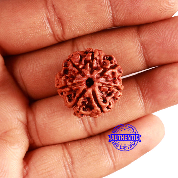 7 Mukhi Nepalese Rudraksha - Bead No. 578