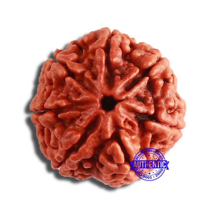7 Mukhi Nepalese Rudraksha - Bead No. 579