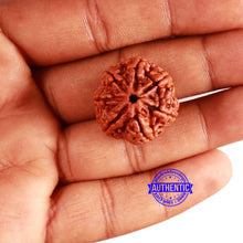 Load image into Gallery viewer, 7 Mukhi Nepalese Rudraksha - Bead No. 579
