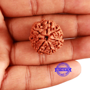 7 Mukhi Nepalese Rudraksha - Bead No. 580