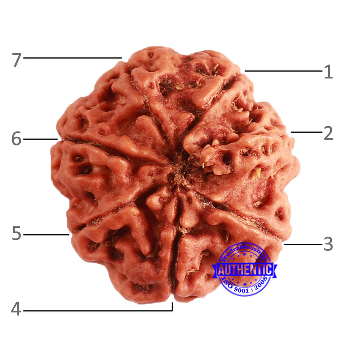 7 Mukhi Nepalese Rudraksha - Bead No. 581