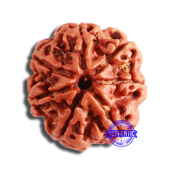 7 Mukhi Nepalese Rudraksha - Bead No. 581