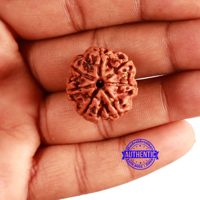 7 Mukhi Nepalese Rudraksha - Bead No. 581