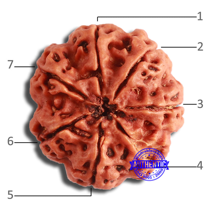 7 Mukhi Nepalese Rudraksha - Bead No. 582