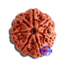Load image into Gallery viewer, 7 Mukhi Nepalese Rudraksha - Bead No. 582
