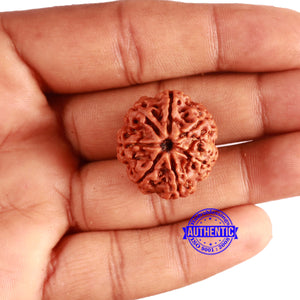 7 Mukhi Nepalese Rudraksha - Bead No. 582