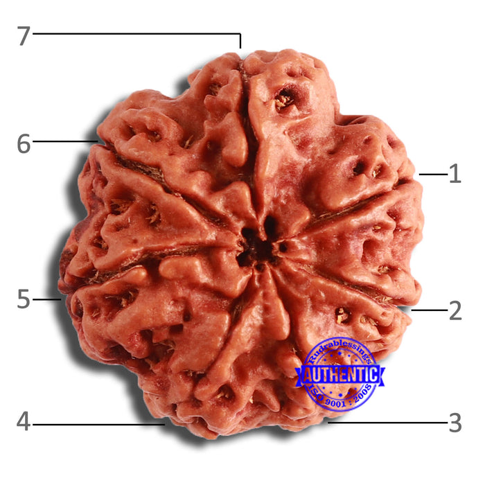 7 Mukhi Nepalese Rudraksha - Bead No. 583