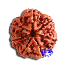 Load image into Gallery viewer, 7 Mukhi Nepalese Rudraksha - Bead No. 583
