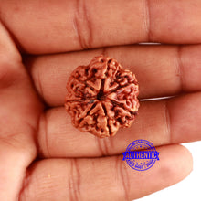 Load image into Gallery viewer, 7 Mukhi Nepalese Rudraksha - Bead No. 583
