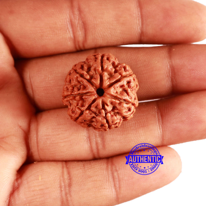7 Mukhi Nepalese Rudraksha - Bead No. 584