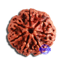 Load image into Gallery viewer, 7 Mukhi Nepalese Rudraksha - Bead No. 585
