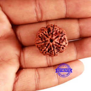 7 Mukhi Nepalese Rudraksha - Bead No. 585