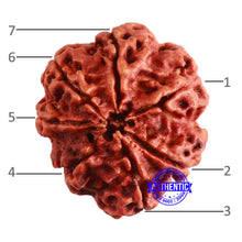 Load image into Gallery viewer, 7 Mukhi Nepalese Rudraksha - Bead No. 586
