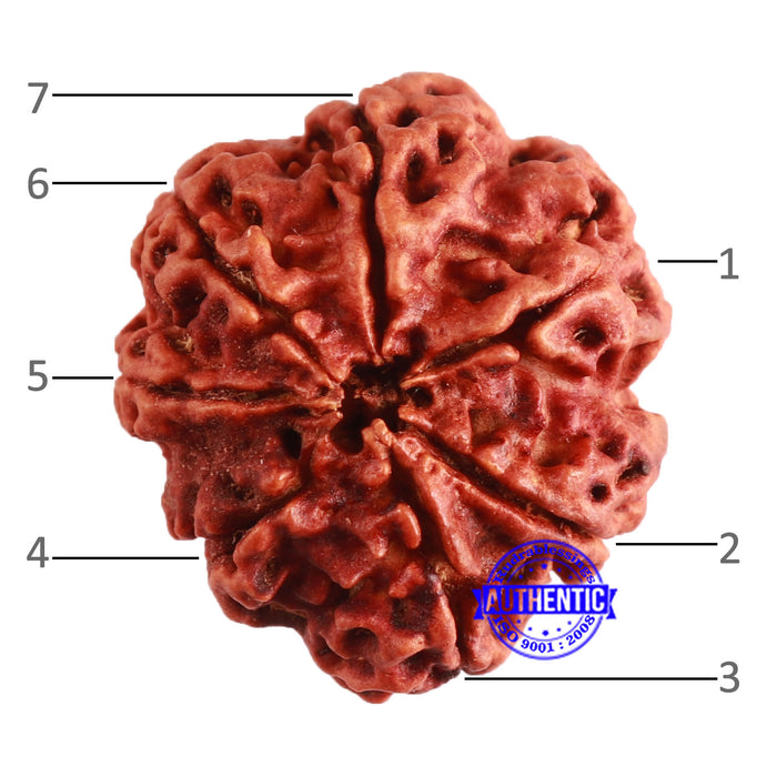 7 Mukhi Nepalese Rudraksha - Bead No. 586