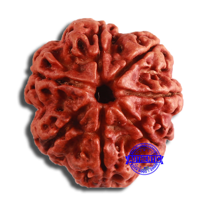 7 Mukhi Nepalese Rudraksha - Bead No. 586