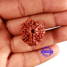 Load image into Gallery viewer, 7 Mukhi Nepalese Rudraksha - Bead No. 586
