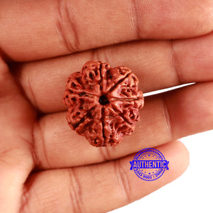7 Mukhi Nepalese Rudraksha - Bead No. 586
