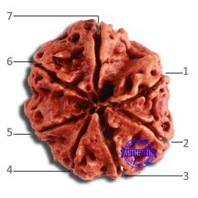 Load image into Gallery viewer, 7 Mukhi Nepalese Rudraksha - Bead No. 587
