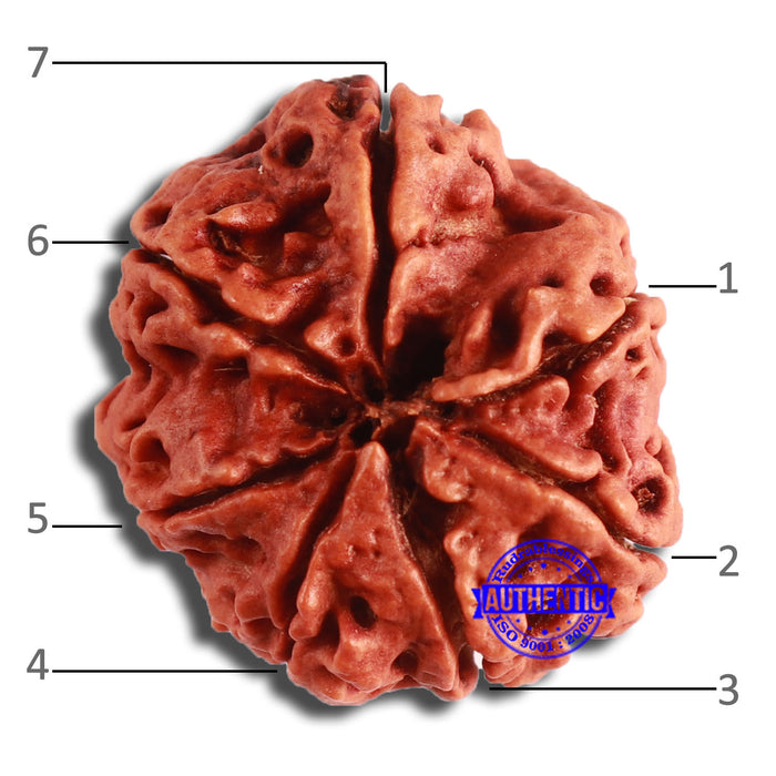 7 Mukhi Nepalese Rudraksha - Bead No. 587