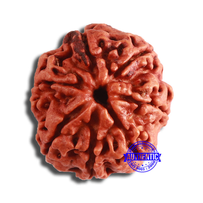 7 Mukhi Nepalese Rudraksha - Bead No. 587