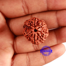 Load image into Gallery viewer, 7 Mukhi Nepalese Rudraksha - Bead No. 587

