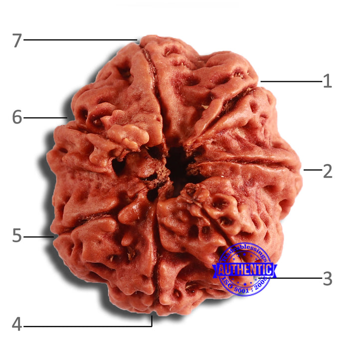 7 Mukhi Nepalese Rudraksha - Bead No. 588
