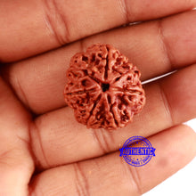 Load image into Gallery viewer, 7 Mukhi Nepalese Rudraksha - Bead No. 588
