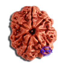 Load image into Gallery viewer, 7 Mukhi Nepalese Rudraksha - Bead No. 589
