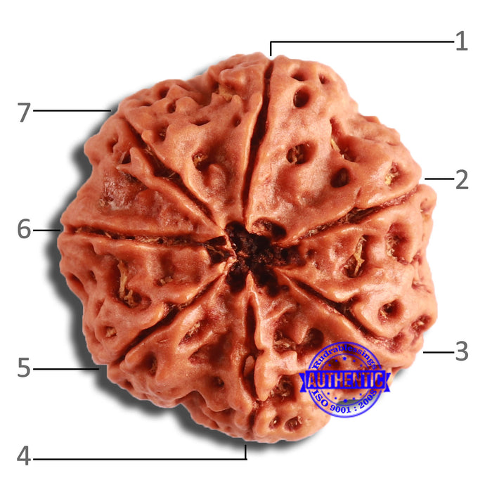 7 Mukhi Nepalese Rudraksha - Bead No. 590