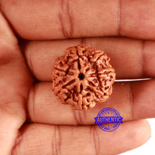 Load image into Gallery viewer, 7 Mukhi Nepalese Rudraksha - Bead No. 590
