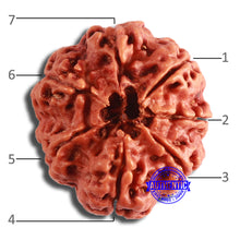 Load image into Gallery viewer, 7 Mukhi Nepalese Rudraksha - Bead No. 591
