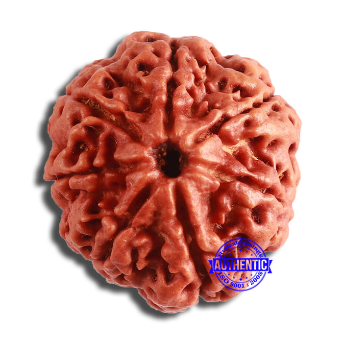 7 Mukhi Nepalese Rudraksha - Bead No. 591